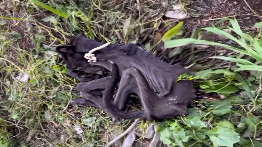 Zdjęcie psa na ulicy