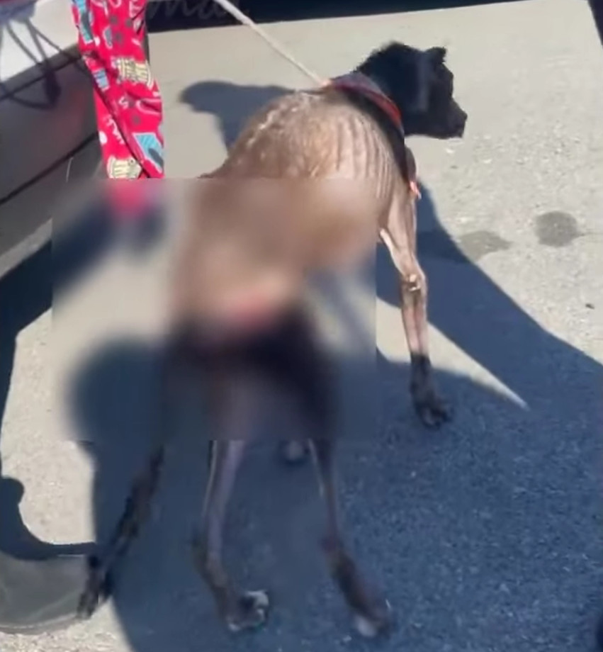 Człowiek dotyka psa