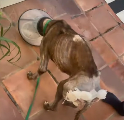 Pies w klinice weterynaryjnej