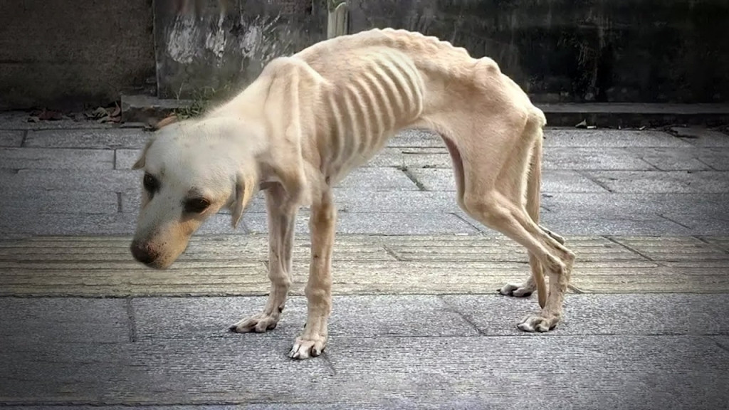 Wychudzony pies otrzymuje jedzenie