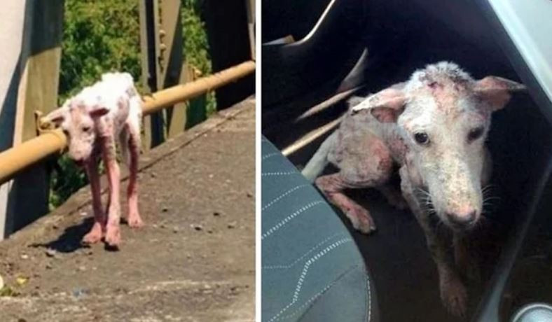 Ranny pies znaleziony w zaułku