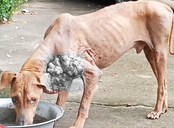 Pies po rekonwalescencji