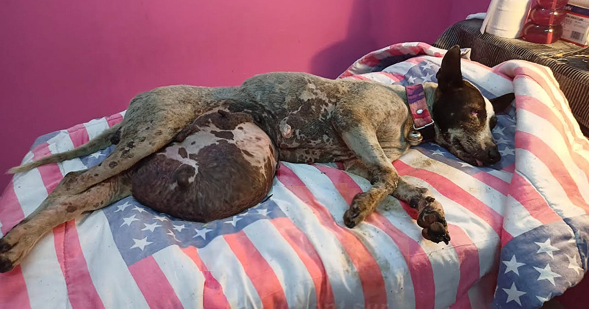 Usg wykazało szczenięta