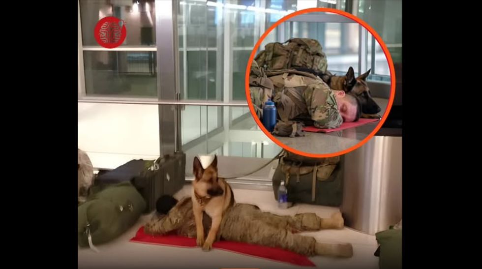 Wojskowy pies pilnuje śpiącego żołnierza