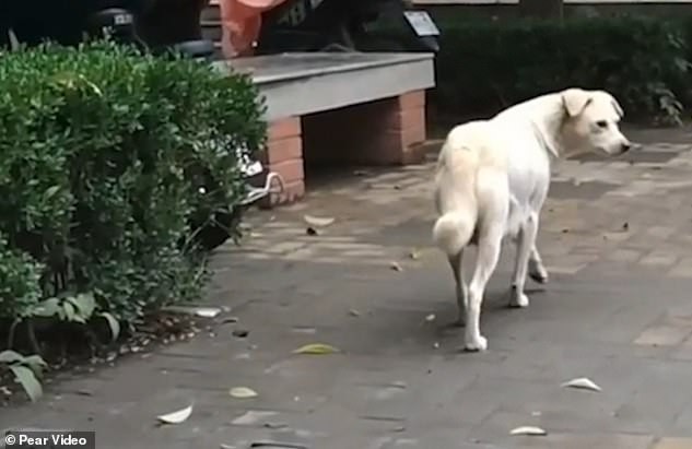 matka pies żegnająca swoje młode