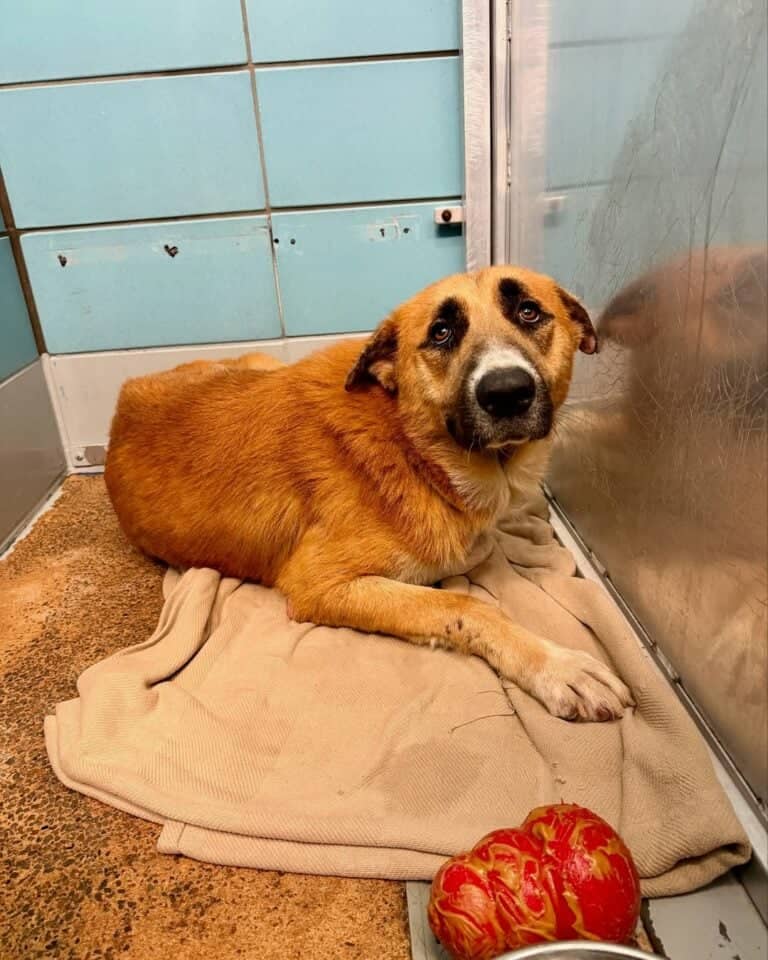 Smutny dorosły pies