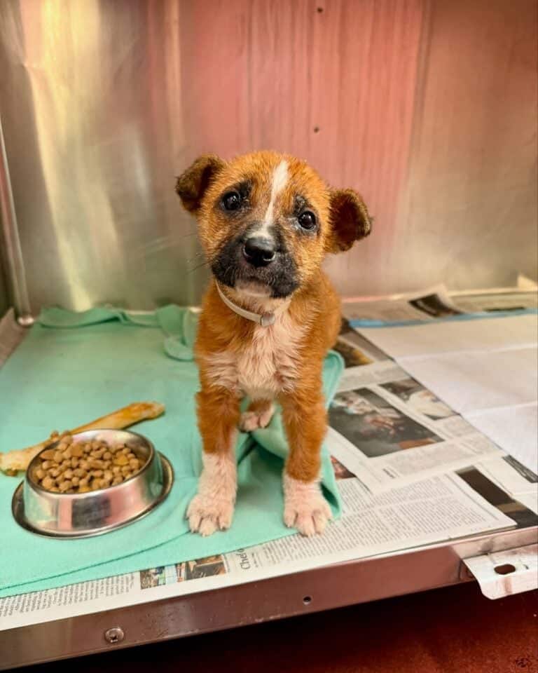 Małe smutne szczenię