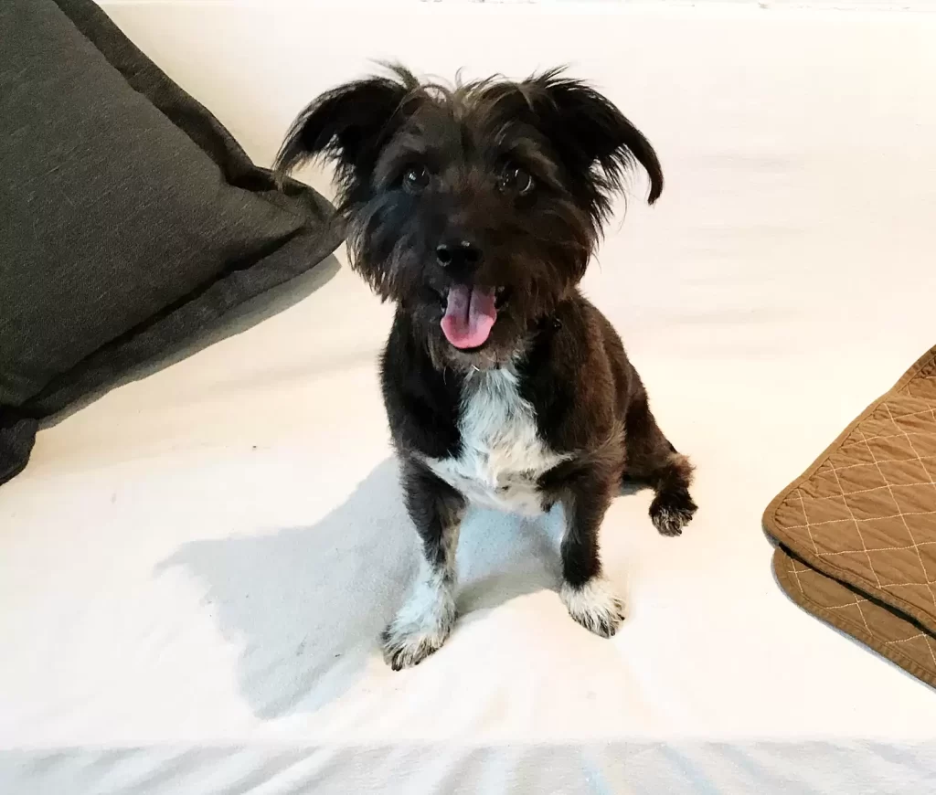 Belle w nowym kącie