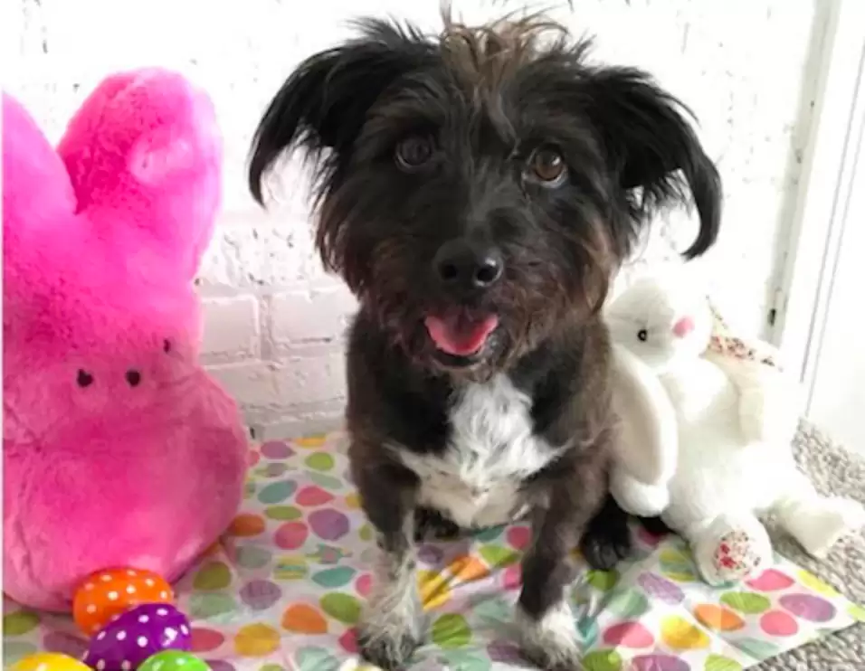 Belle odzyskuje zaufanie