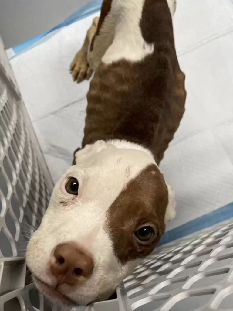 Kreitzer’s Critter Corral Puppy Rescue