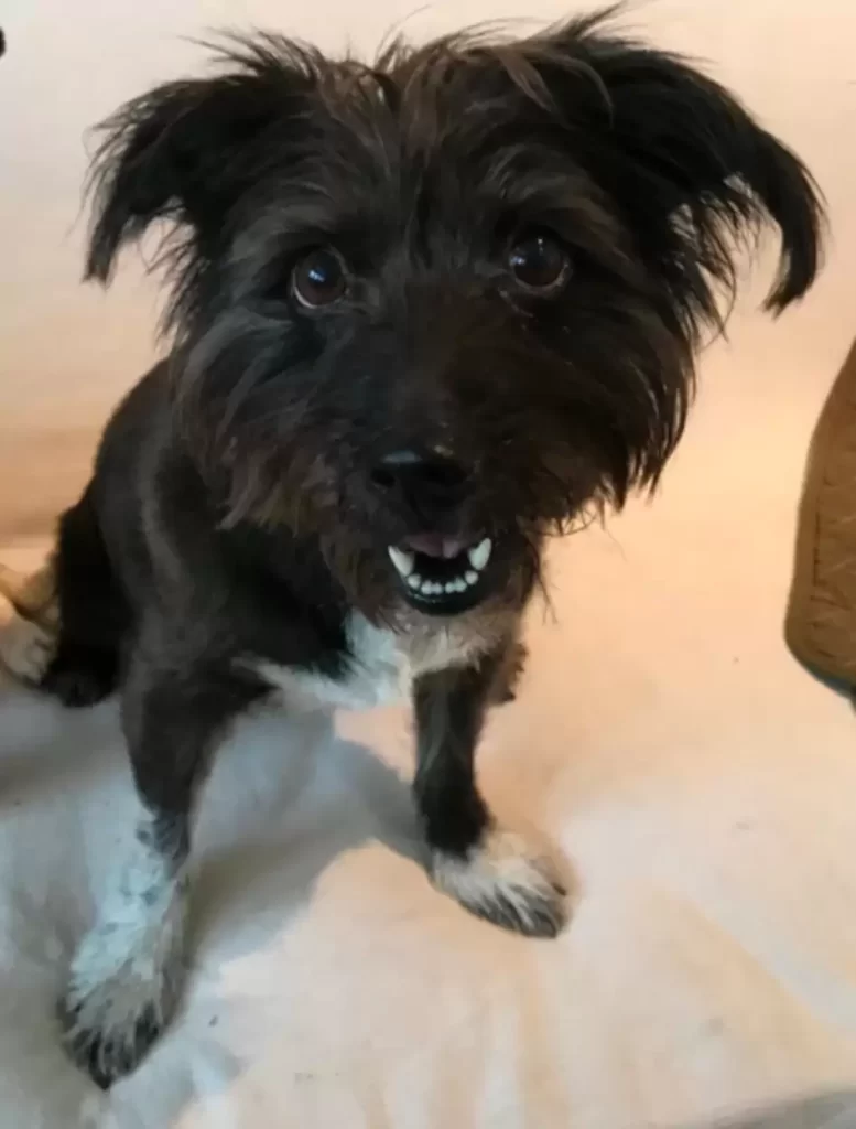 Belle przy opiekunie