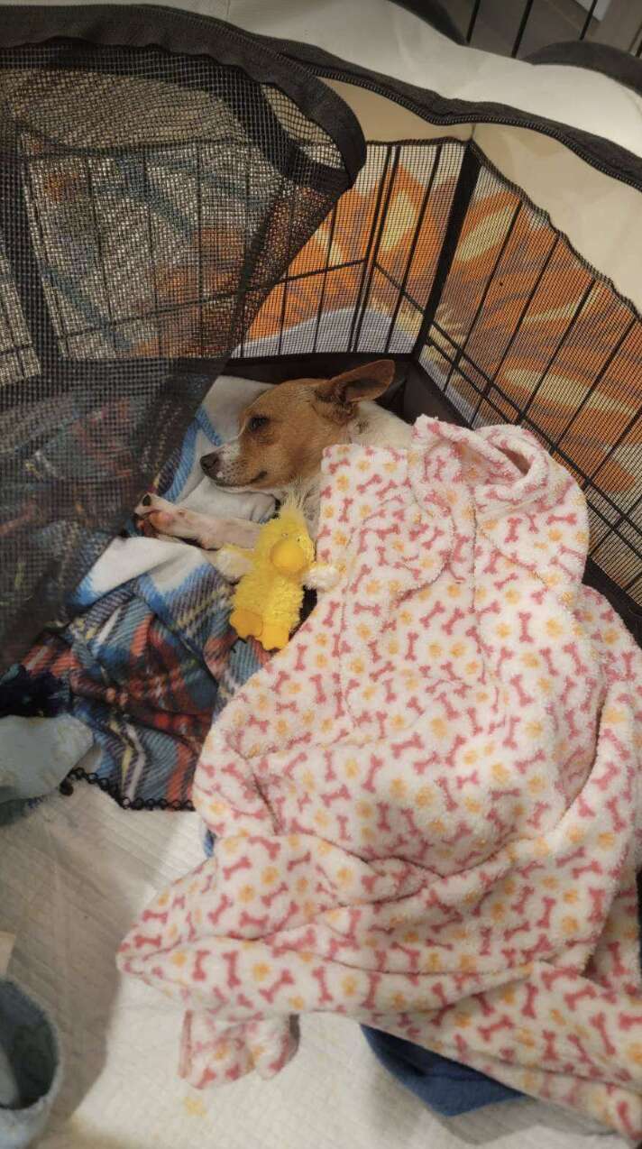 Ranny pies otrzymuje pomoc