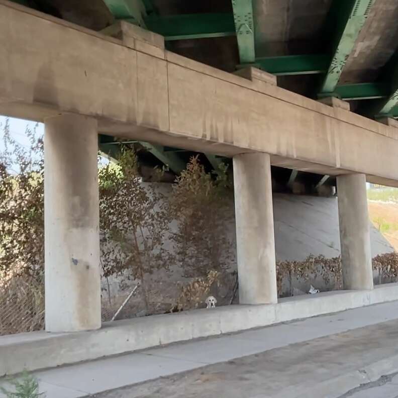puppy under overpass