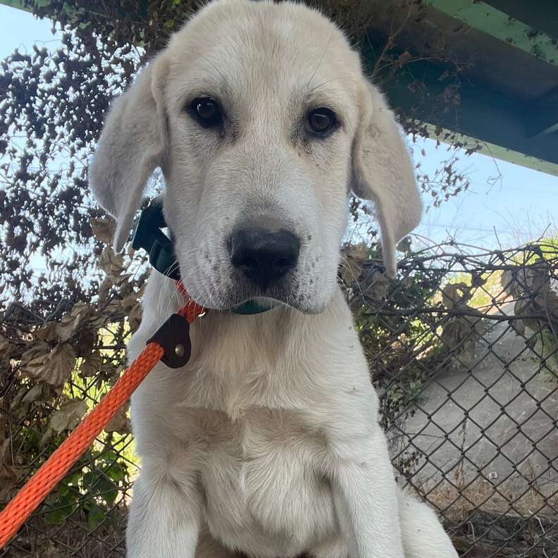 puppy at shelter