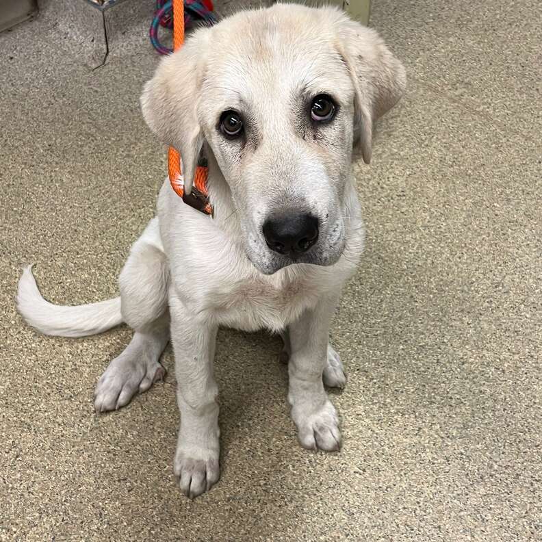 happy dog in foster home