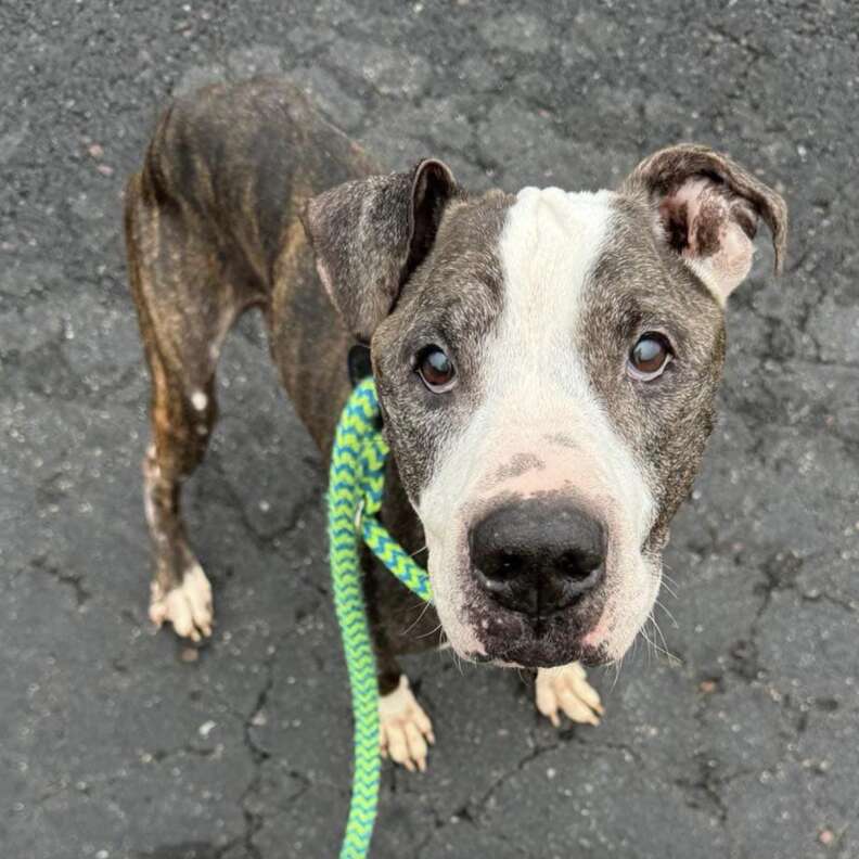 Pies patrzący w stronę kamery