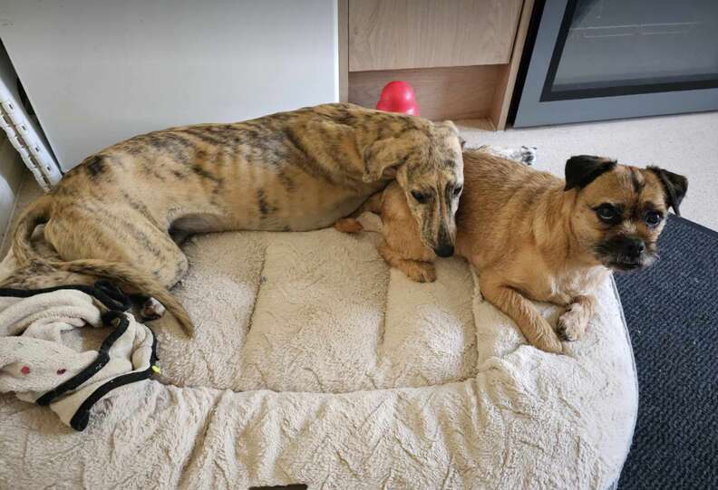 Mossy laying on Doug