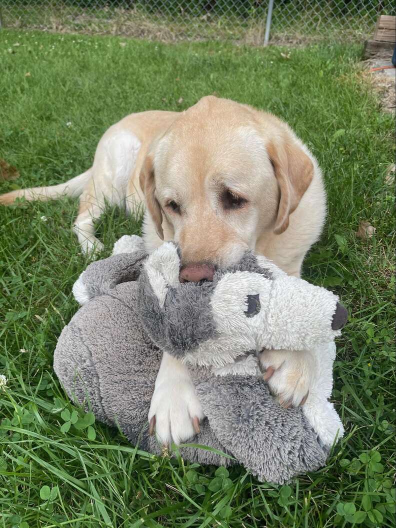 Pies ssie zabawkę husky