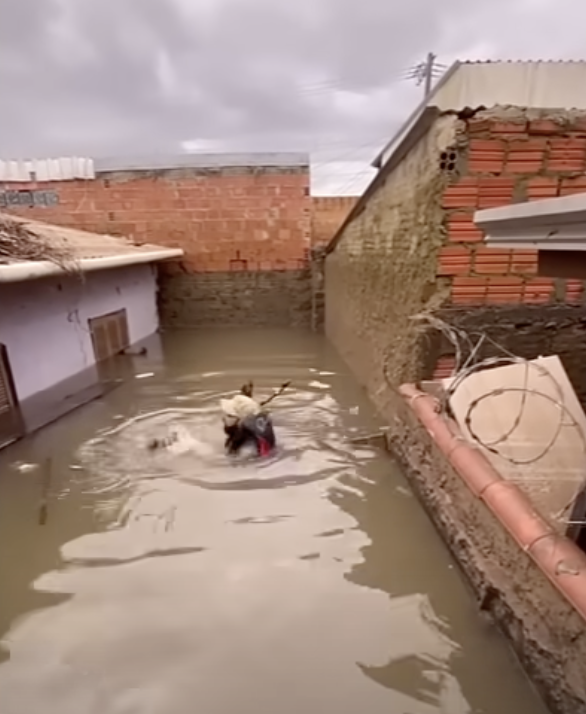 Szczenięta i matka w samochodzie