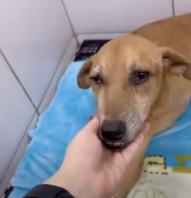 Ala i pozostałe zwierzęta po przewiezieniu do kliniki