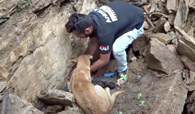 Puppies being rescued