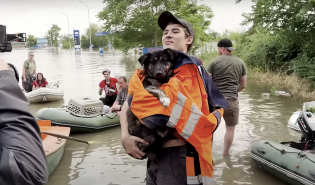 Weterynarze opiekują się psami