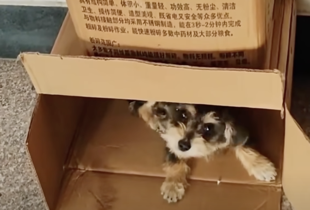 Yuanbao bawi się w mieszkaniu