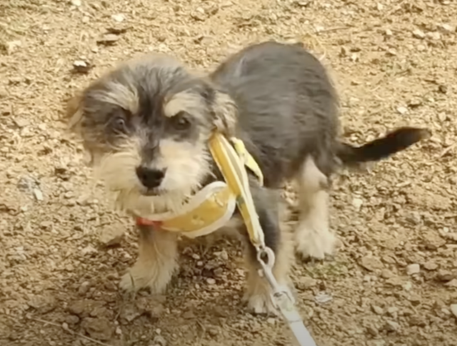 Yuanbao w samochodzie