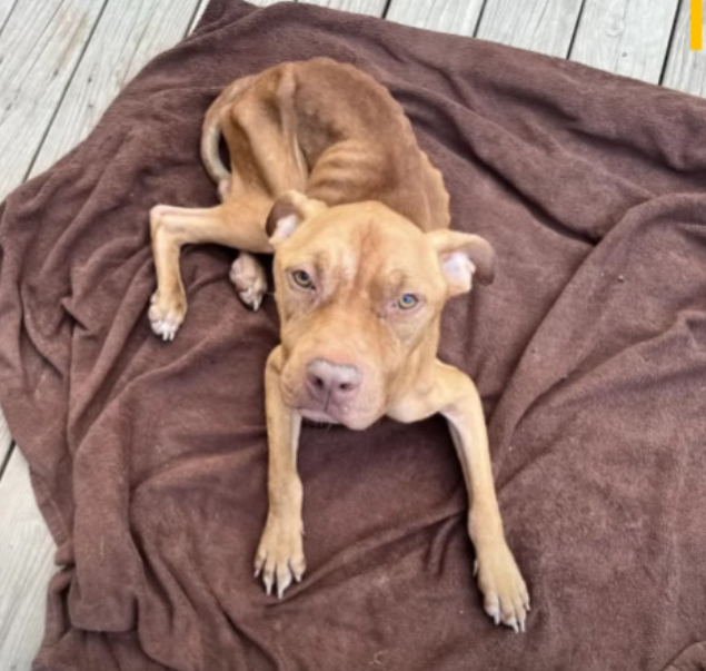 Badania weterynaryjne