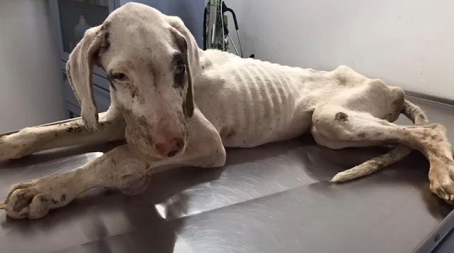 Wizyta u weterynarza