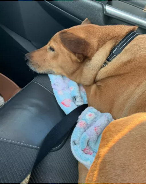 Szczeniak patrzy przez kratę