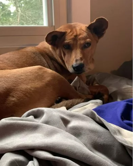 Szczęśliwy pies w domu