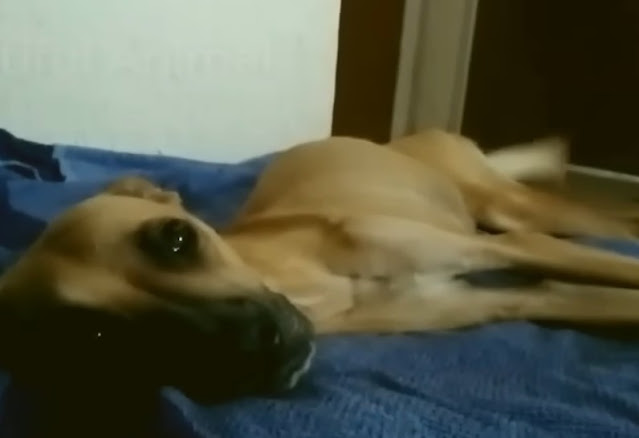 pies przewiązany kocem po uratowaniu