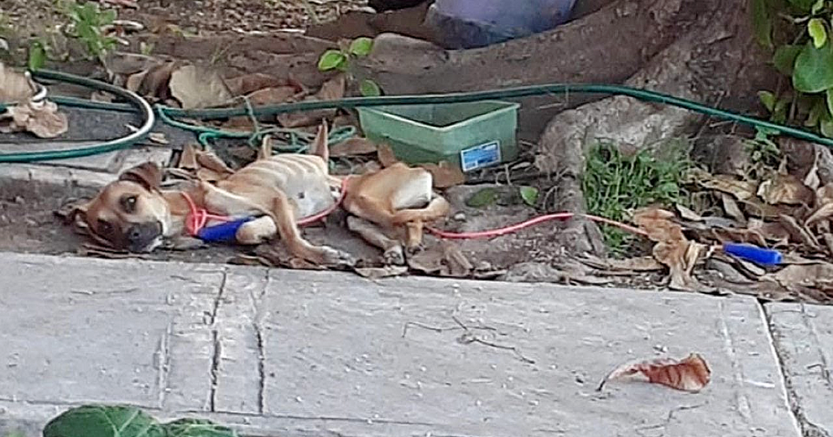 wychudzony pies siedzi w rogu ulicy