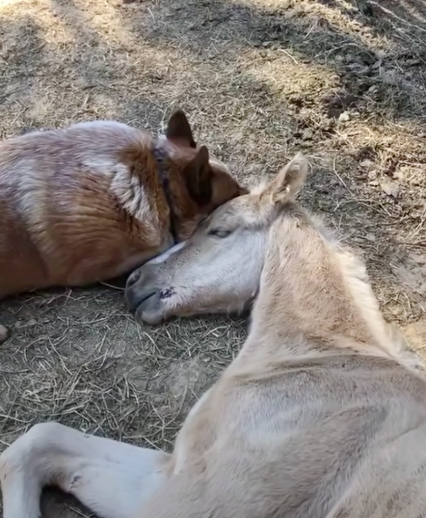 Dog Consoles Grieving Foal