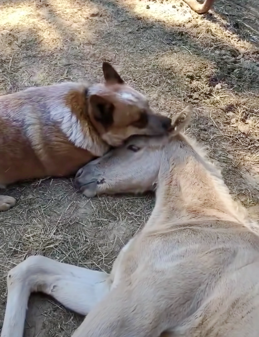 Dog Consoles Grieving Foal