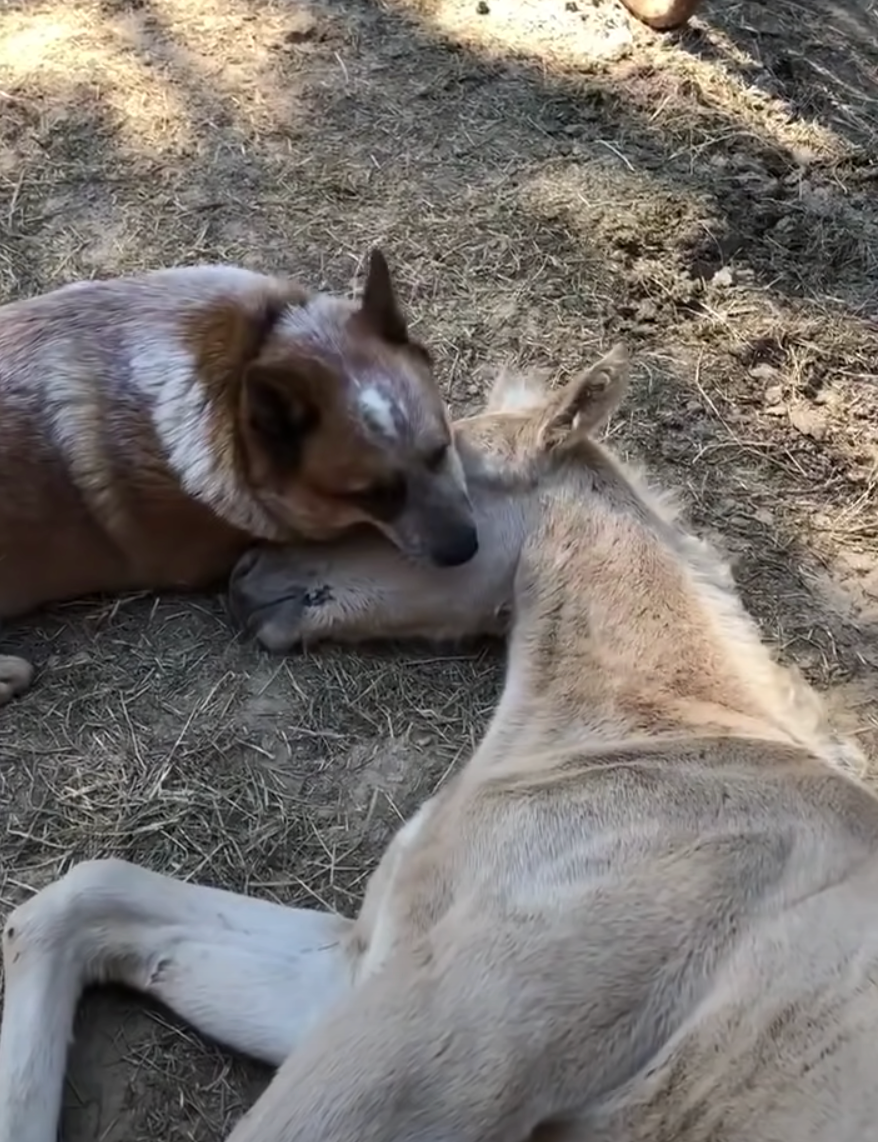 Dog Consoles Grieving Foal