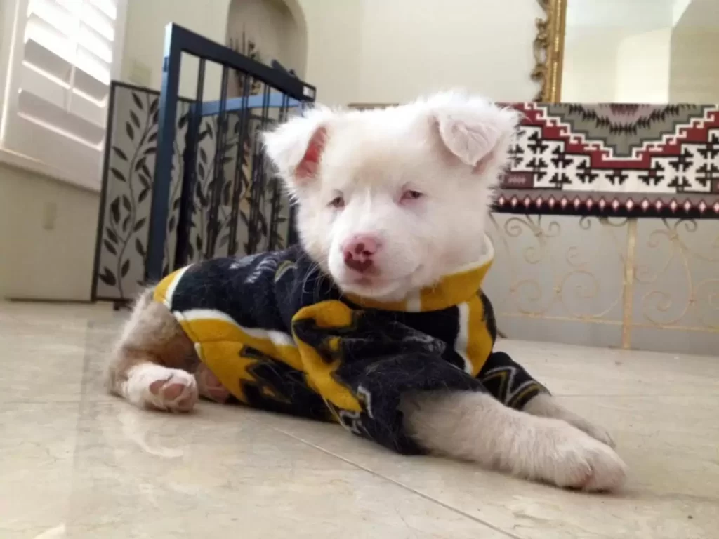 Bitsy beim Spaziergang