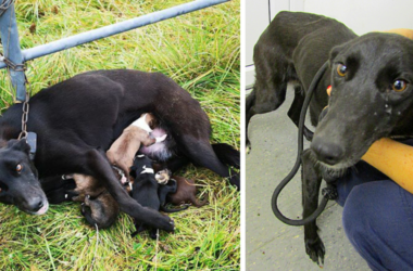 Uratujemy ją i jej szczenięta!