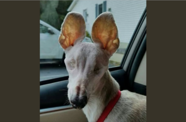 Grafika małego psa za kratami