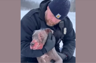 Zagubiony pies uratowany