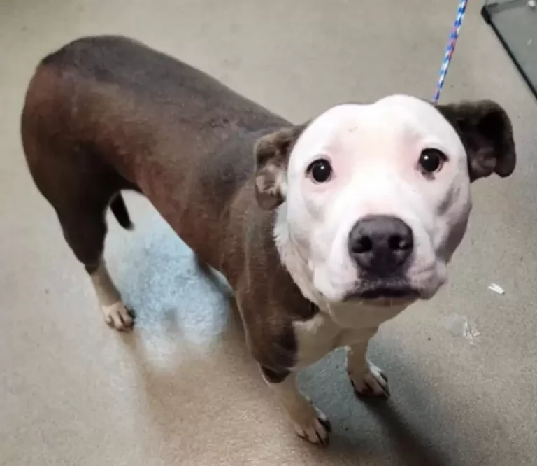 Chauncey w schronisku