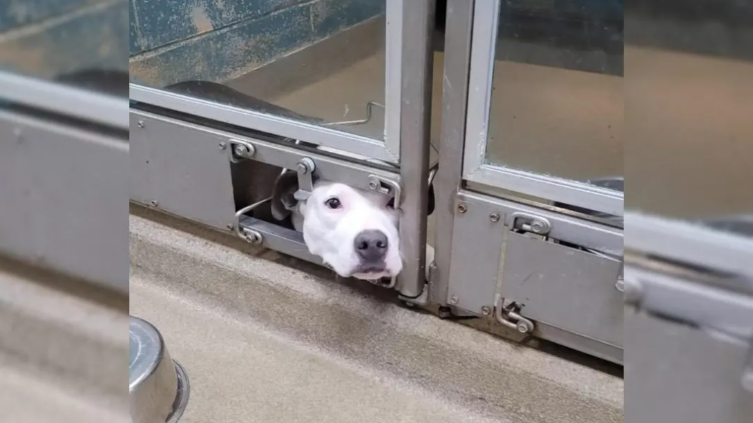 Chauncey, samotny pies w schronisku